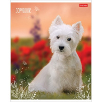 Тетрадь А5 48л линия "Мягкие лапки" на скобе 5 дизайнов 48Т5В2/068570