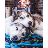 Живопись по номерам (акрил) 40х50см "Хаски" сложность 3, холст на подрамнике МСА1176