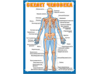 Плакат Скелет человека 490х690 41269