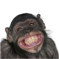 Магнит акриловый Обезьяна 6*4,5см 6 видов Y2581-15