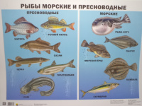 Плакат Рыбы морские и пресноводные 9785378173723