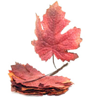 Листья декоративные 15х10см красные 10шт/уп. Y4896-17