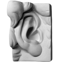 Ухо Давида правое 16х14,5х24,5см 20-203