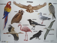 Плакат Птицы 9785378031818