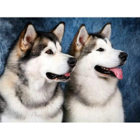 Алмазная мозаика 40х50см "Хаски" частичная выкладка BOS71321