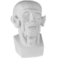 Голова Мюнхенская 24х20х33см (анатомическая) 10-119