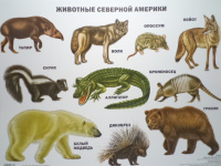 Плакат Животные Северной Америки 9785378077816