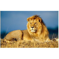Алмазная мозаика 40х50см "Лев" частичная выкладка BOS70001