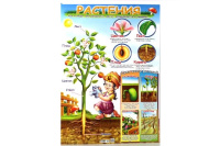 Плакат Растения (490х690) 24550