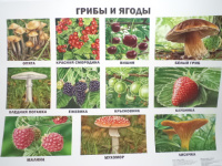 Плакат Грибы и ягоды 9785378173587