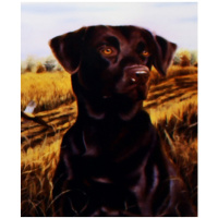 Алмазная мозаика 40х50см "Собака в поле" полная выкладка ZS4746