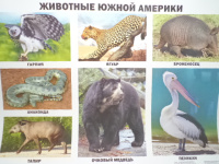 Плакат Животные Южной Америки 9785378173655