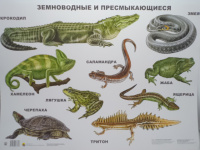 Плакат Земноводные и пресмыкающиеся 9785378077793
