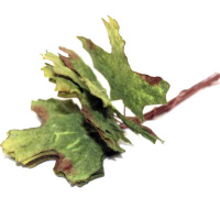 Листья декоративные 12х6см зеленые 10шт/уп. Y4895-17