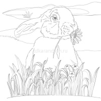 Раскраска д/акварели 21х21см "Юному художнику.Белка" отрывная склейка жесткая подложка 36стр. 084153 от магазина "Карандаш"