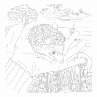 Раскраска д/акварели 21х21см "Любимые животные" отрывная склейка жесткая подложка 36стр. 071553 от магазина "Карандаш"