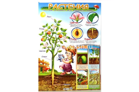 Плакат Растения (490х690) 24550