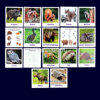 Карточки для детей с подсказками "Кто живёт в лесу?" 14стр. Ходюшина Н.П. 978-5-8112-6430-8 от магазина "Карандаш"