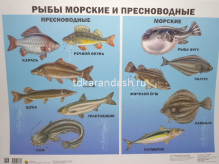 Плакат Рыбы морские и пресноводные 9785378173723