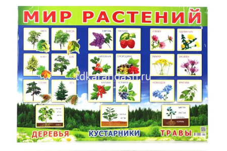 Плакат Мир растений! (490х690) 31619