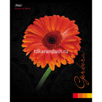 Тетрадь А5 48л клетка "Flower on black" на скобе 3D лак матовая ламинация 5 дизайнов 050135 от магазина "Карандаш"