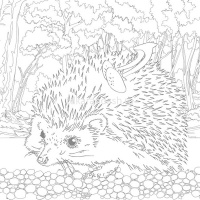 Раскраска д/акварели 21х21см "Юному художнику.Белка" отрывная склейка жесткая подложка 36стр. 084153 от магазина "Карандаш"