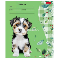 Тетрадь А5 24л линия "Милые носики" на скобе 5 дизайнов 24Т5В2/091484 от магазина "Карандаш"