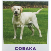 Карточки для детей с подсказками "Домашние животные" Ходюшина Н.П. 14стр. 978-5-8112-6503-9 от магазина "Карандаш"