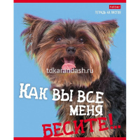 Тетрадь А5 48л клетка "Вы все меня бесите" на скобе 5 дизайнов 48Т5В1/075710 от магазина "Карандаш"