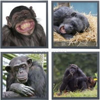 Магнит акриловый Обезьяна 6*4,5см 6 видов Y2581-15 от магазина "Карандаш"