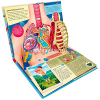 Энциклопедия-панорама "POP UP. Анатомия" 10стр. 9785001345541 от магазина "Карандаш"