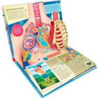 Энциклопедия-панорама "POP UP. Анатомия" 10стр. 9785001345541 от магазина "Карандаш"